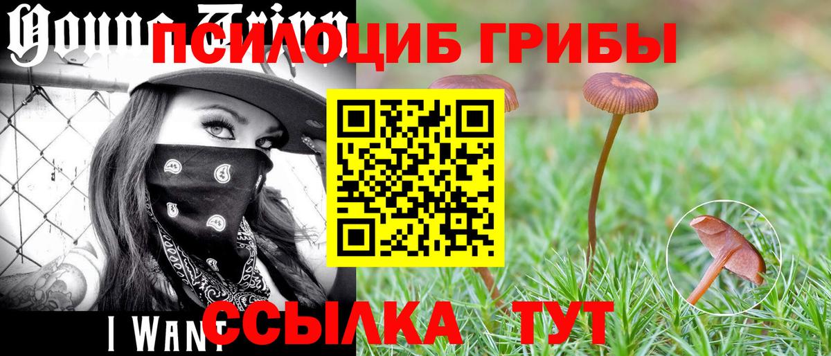 Галлюциногенные грибы Psilocybe  Вход с VPN  как найти закладки  Благодарный 
